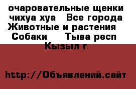 очаровательные щенки чихуа-хуа - Все города Животные и растения » Собаки   . Тыва респ.,Кызыл г.